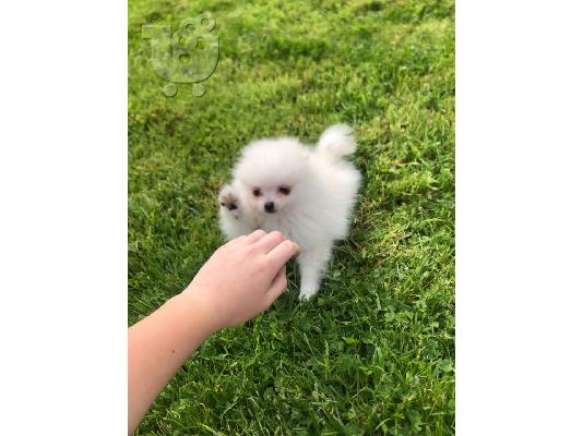 Λευκά κουτάβια Pomeranian προς πώληση και υιοθεσία